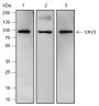 Anti-VAV3 Rabbit mAb