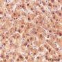 Anti-ADK Rabbit mAb