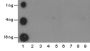 Anti-Monomethyl-Histone H3 (Lys14) Rabbit pAb