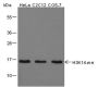 Anti-Monomethyl-Histone H3 (Lys14) Rabbit pAb