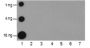 Anti-Asymmetric Dimethyl-Histone H3 (Arg2) Rabbit pAb