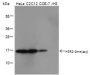 Anti-Asymmetric Dimethyl-Histone H3 (Arg2) Rabbit pAb