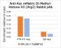 Anti-Asymmetric Dimethyl-Histone H3 (Arg2) Rabbit pAb
