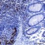 Anti-PD1 Mouse mAb