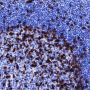Anti-PD1 Mouse mAb