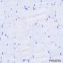 Anti-PD1 Mouse mAb