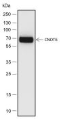 Anti-CNOT6 Rabbit pAb