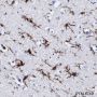 Anti-Iba1/AIF-1 Rabbit mAb