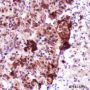 Anti-Neuropeptide Y Rabbit pAb