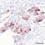 Anti-Neuropeptide Y Rabbit pAb