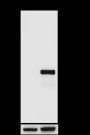 Anti-TTF1 Rabbit mAb