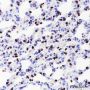 Anti-TTF1 Rabbit mAb