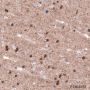 Anti-Ferritin Heavy Chain Rabbit pAb