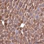 Anti-Ferritin Heavy Chain Rabbit pAb