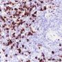 Anti-Lysozyme Rabbit mAb