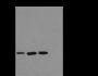 Anti-Di/Tri-Methyl-Histone H3 (Lys23) Rabbit pAb