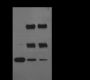 Anti-Di/Tri-Methyl-Histone H3 (Lys23) Rabbit pAb