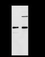 Anti-Caspase-7 Rabbit pAb