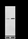 Anti-Phospho-Cdc37 (Ser13) Rabbit pAb