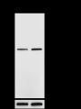 Anti-Phospho-Cdc37 (Ser13) Rabbit pAb