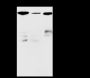 Anti-non-Muscle Myosin IIB / MYH10 Rabbit pAb