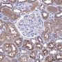 Anti-Bcr Rabbit mAb