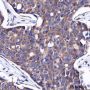 Anti-DDX3 Rabbit mAb