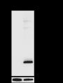 Anti-Phospho-Caveolin-1 (Tyr14) Rabbit pAb