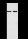 Anti-STAT6 Rabbit pAb