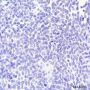 Anti-Calretinin Rabbit pAb