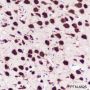 Anti-NeuN Rabbit mAb