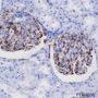 Anti-alpha-Synuclein Rabbit mAb