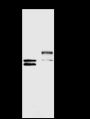 Anti-RUNX1/AML1 Rabbit pAb