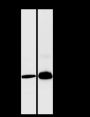 Anti-PHOS/PDC Rabbit pAb