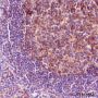 Anti-MYO1C Rabbit mAb