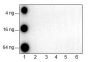 Anti-Monomethyl-Histone H4 (Lys12) Rabbit mAb