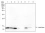 Anti-Monomethyl-Histone H4 (Lys12) Rabbit mAb
