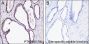 Anti-Monomethyl-Histone H4 (Lys12) Rabbit mAb