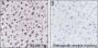 Anti-Monomethyl-Histone H4 (Lys12) Rabbit mAb