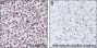 Anti-Monomethyl-Histone H4 (Lys12) Rabbit mAb