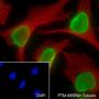 Anti-Monomethyl-Histone H4 (Lys12) Rabbit mAb
