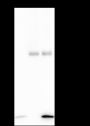 Anti-Monomethyl-Histone H4 (Lys12) Rabbit mAb