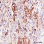 Anti-pro Caspase-1 Rabbit mAb