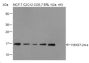 Anti-Dimethyl-Histone H3 (Lys37) Rabbit pAb