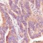 Anti-Tec Rabbit mAb