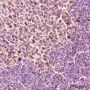 Anti-Tec Rabbit mAb
