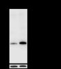 Anti-Phospho-S6 Ribosomal Protein (Ser235/236) Rabbit mAb