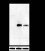 Anti-MEK5 Rabbit mAb