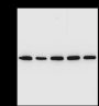 Anti-CXCR5 Rabbit pAb