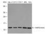 Anti-Monomethyl-Histone H4 (Arg3) Mouse mAb